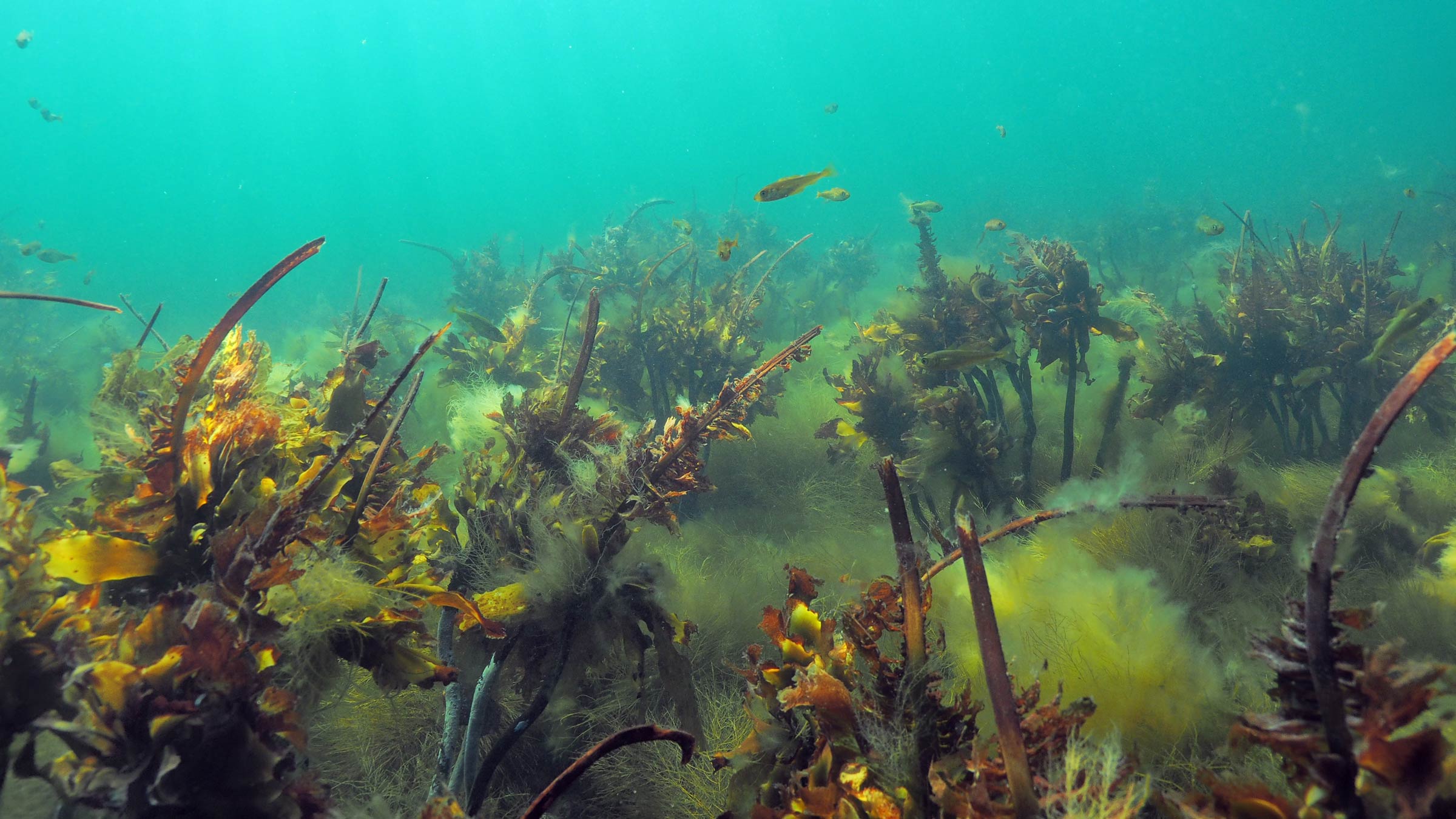 Even Moland | Norwegian Blue Forests Network : Norwegian Blue Forests ...