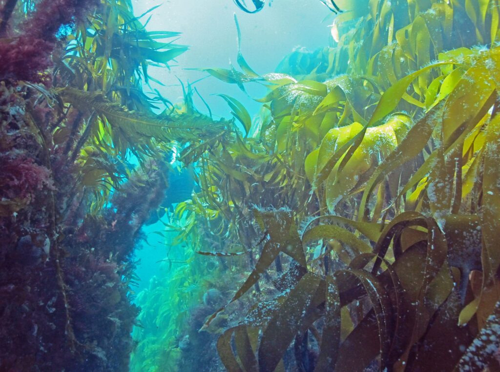 KELP Norwegian Blue Forests Network Norwegian Blue Forests Network