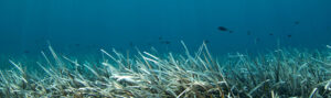 Seagrass