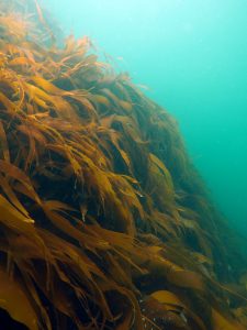 Photo of kelp by Janne K. Gitmark at NIVA