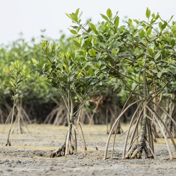 mangrove restoration copy